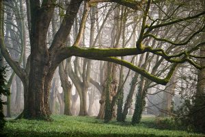 natuurbegraven